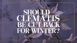 Should Clematis Be Cut Back For Winter?