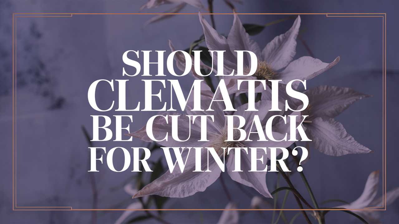 Should Clematis Be Cut Back For Winter?