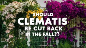 Should Clematis Be Cut Back In The Fall?