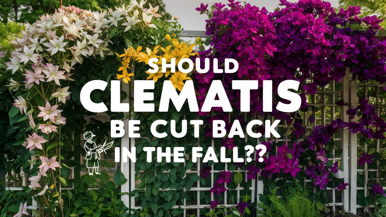 Should Clematis Be Cut Back In The Fall?