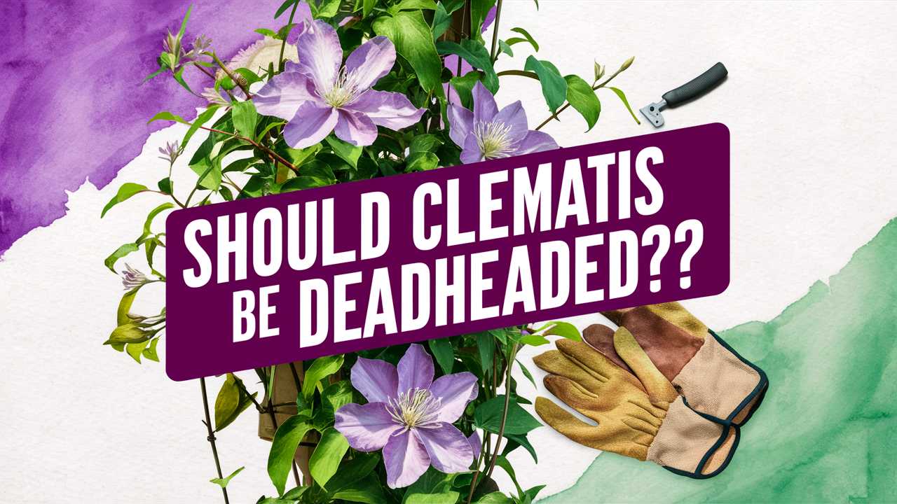 Should Clematis Be Deadheaded?