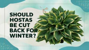Should Hostas Be Cut Back For Winter?