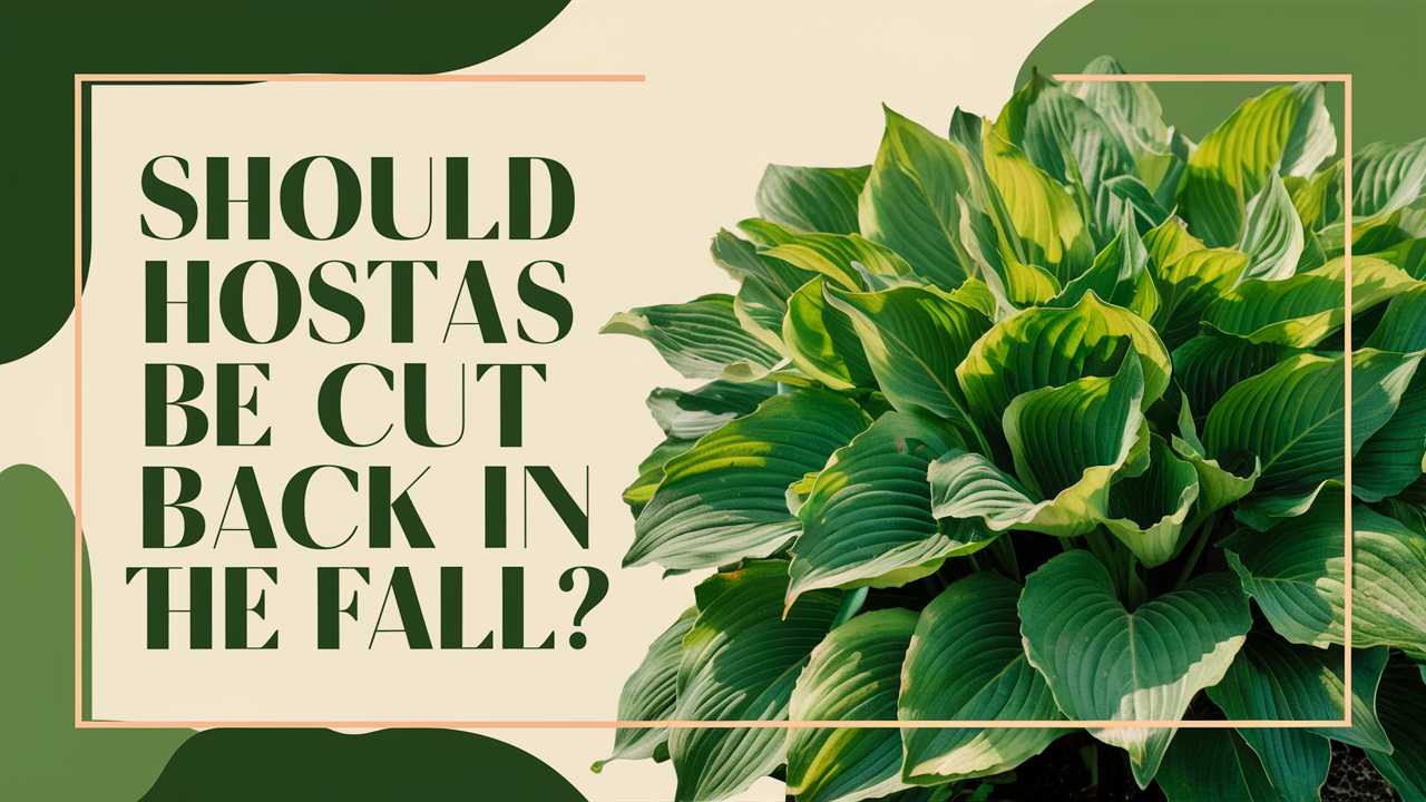 Should Hostas Be Cut Back In The Fall