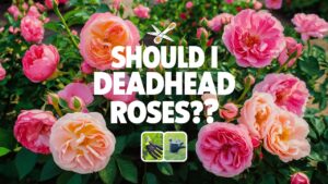 Should I Deadhead Roses?