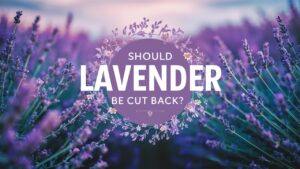 Should Lavender Be Cut Back?