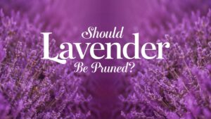 Should Lavender Be Pruned?