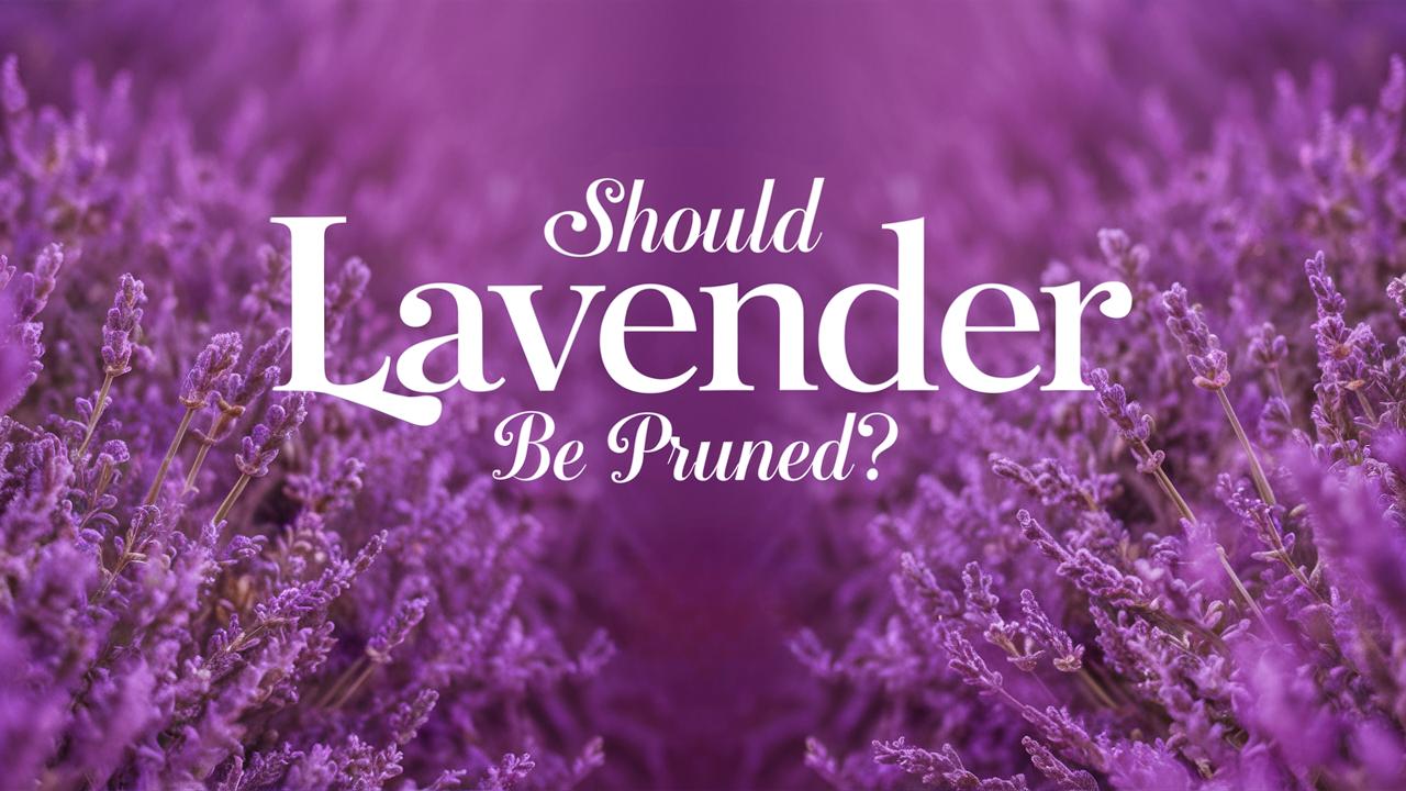 Should Lavender Be Pruned?