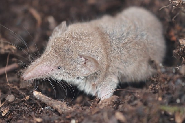 Shrew in soil