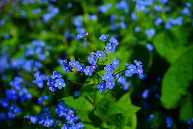 Siberian Bugloss (Brunnera macrophylla)