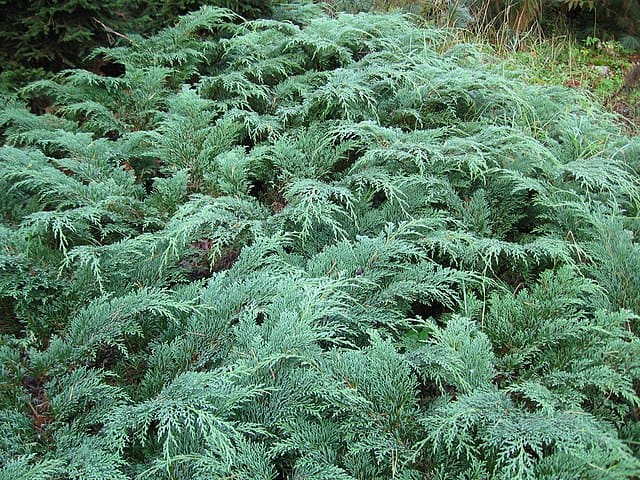 Siberian Carpet Cypress (Microbiota decussata)