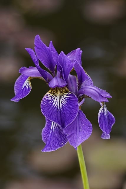 Siberian Iris (Iris siberica)