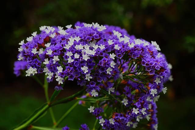 Siempreviva de Guelgue (Limonium spectabile)