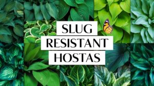 Slug Resistant Hostas