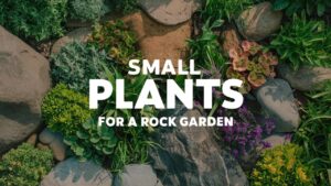 Small Plants For A Rock Garden