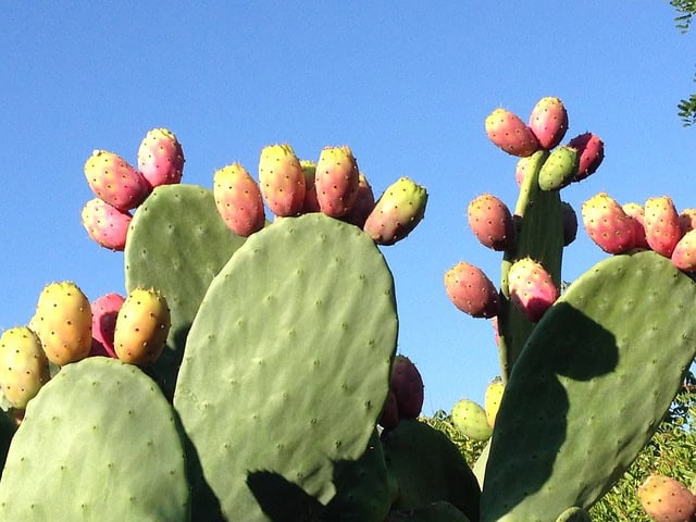 Smooth Prickly Pear