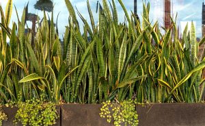 How To Propagate Snake Plants