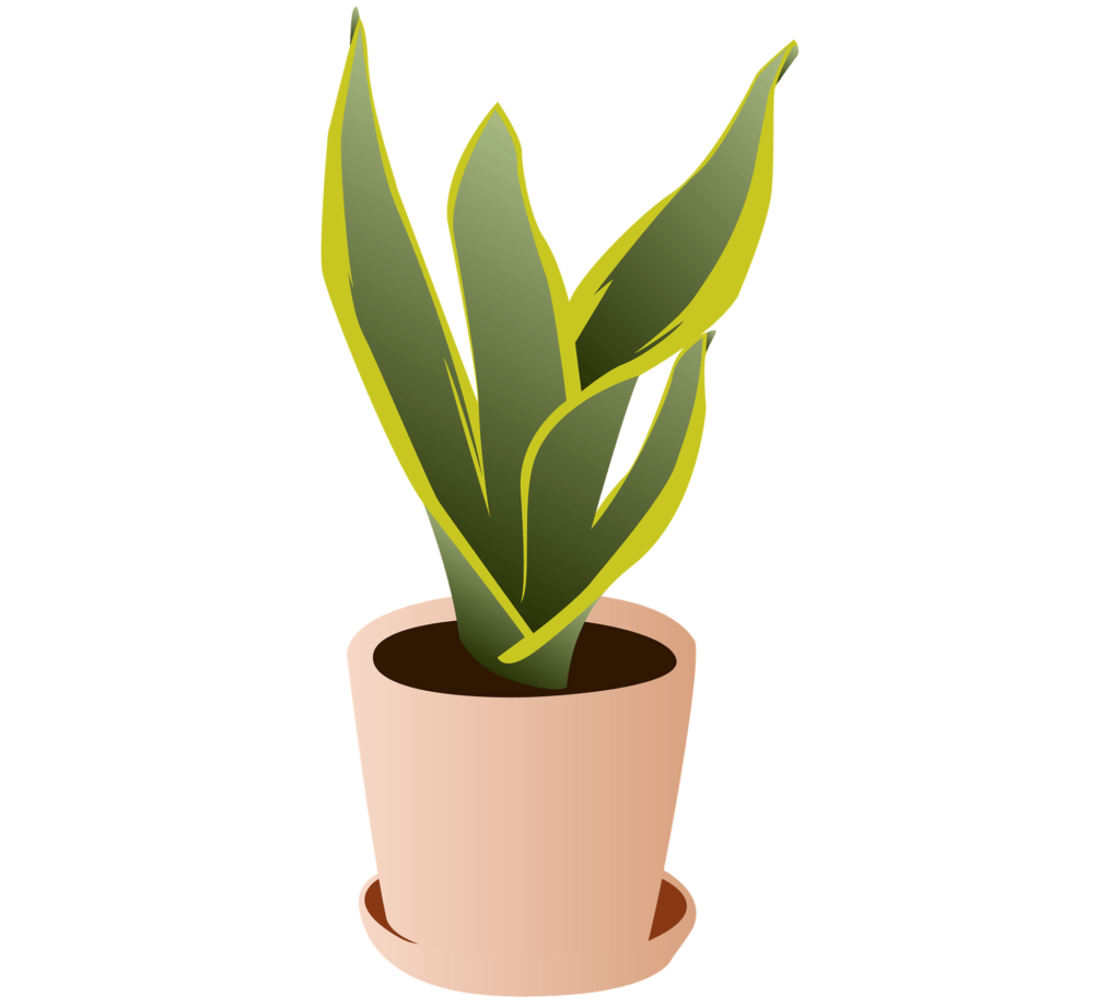 Snake Plant Pot Ideas Best Pot for a Snake Plant Garden Gear Shop