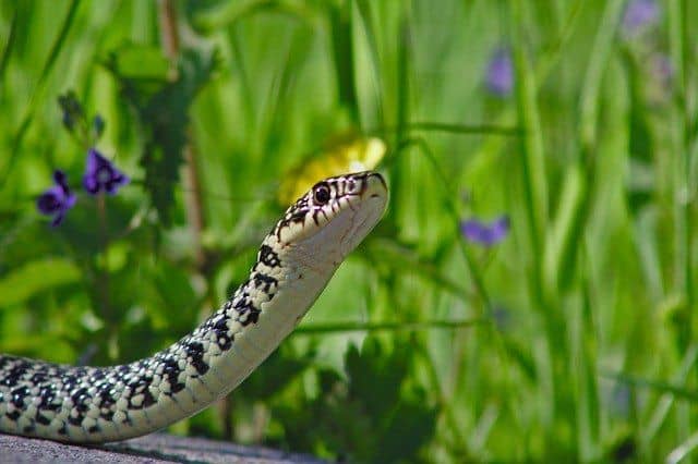 Snake in Garden | What Eats Slugs – Natural Slug Predators