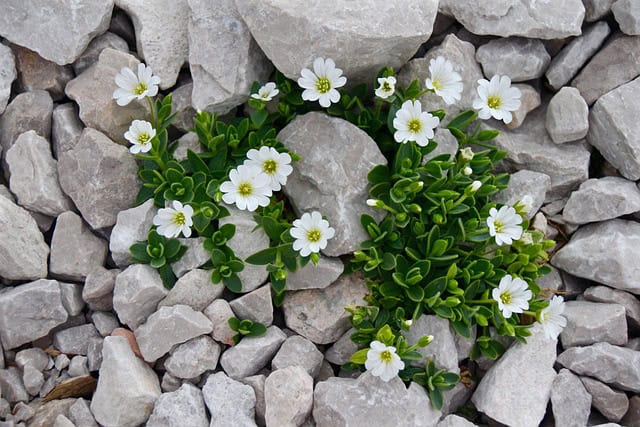 Snow-in-Summer (Cerastium tomentosum)