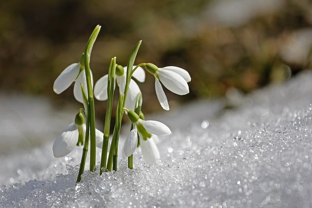Snowdrop Flower Snow