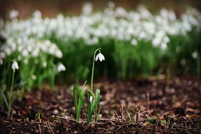 Snowdrop (Galanthus spp.)