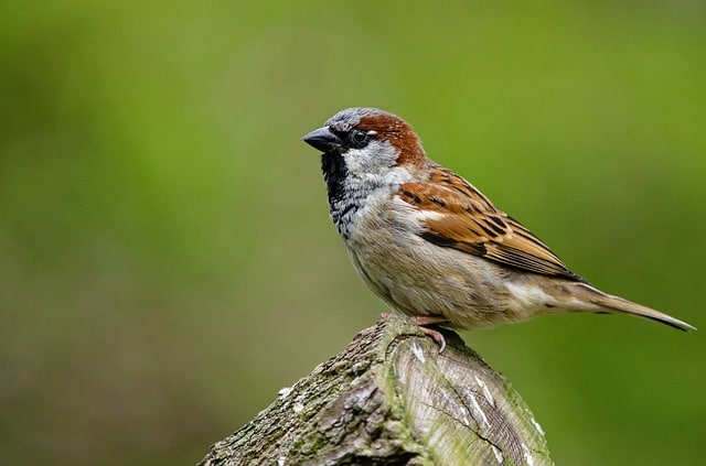 Sparrow on log