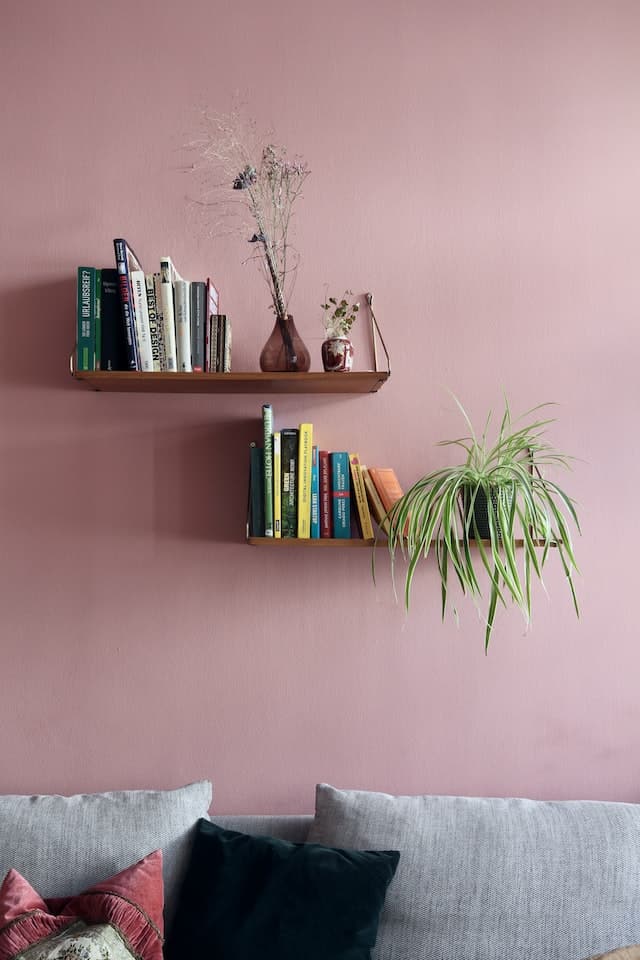 Spider Plant on Shelf