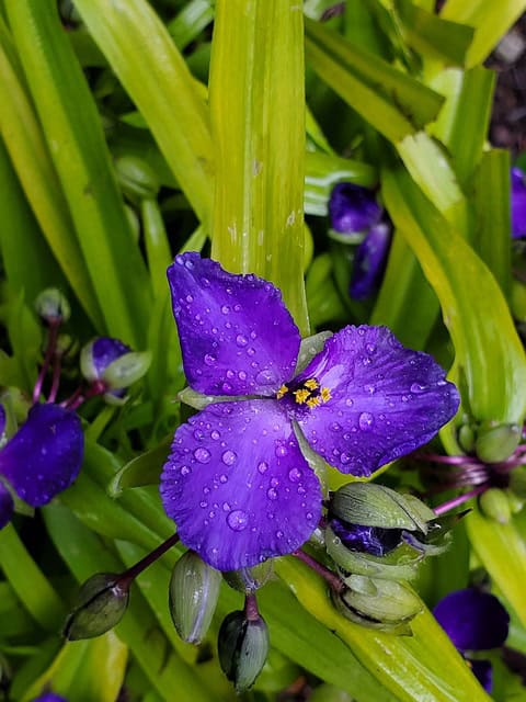 Spiderwort