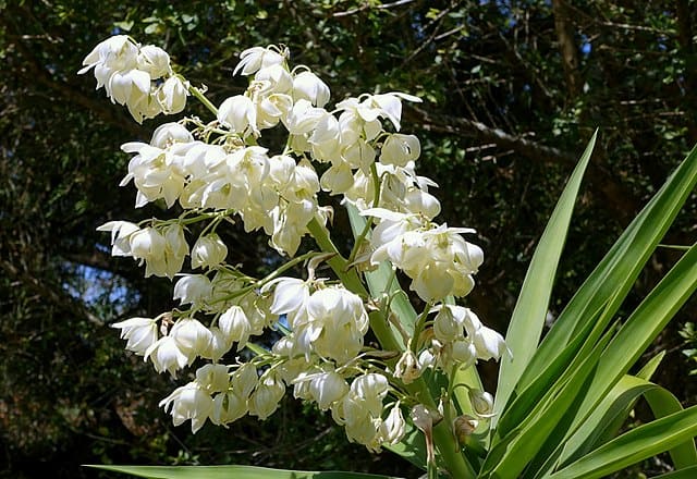 Spineless yucca (Yucca elephantipes)