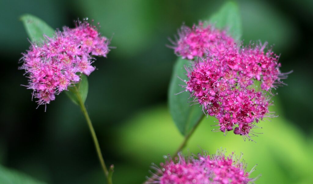 Spirea Varieties