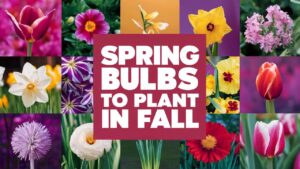 Spring Bulbs To Plant In Fall