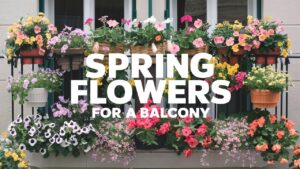 Spring Flowers For A Balcony