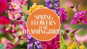 Spring Flowers For Hummingbirds