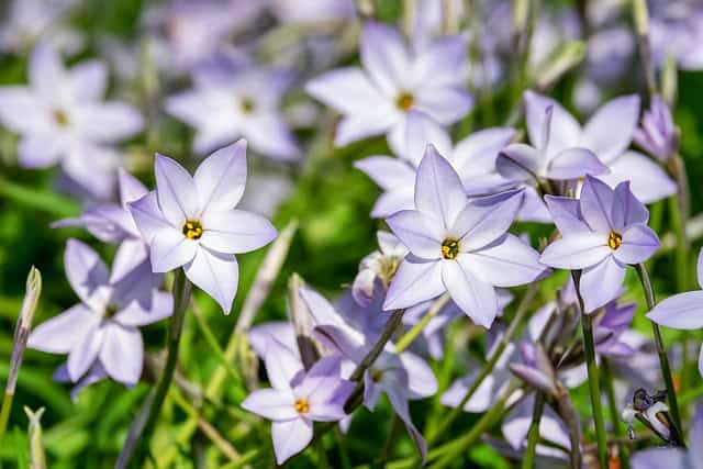 Spring Starflower