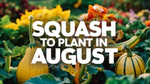 Squash To Plant In August