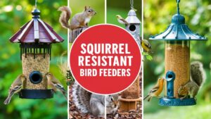 Squirrel Resistant Bird Feeders