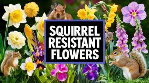 Squirrel Resistant Flowers