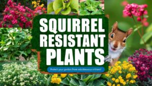 Squirrel Resistant Plants