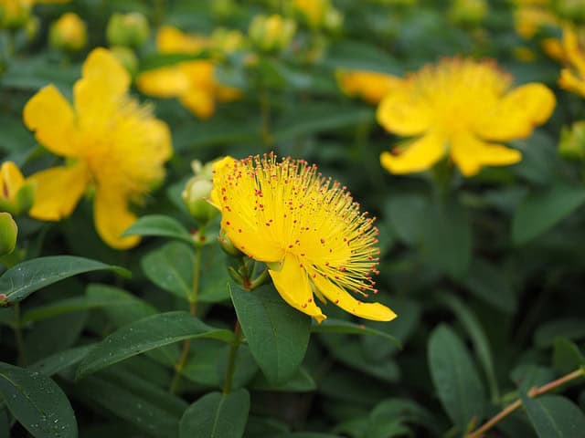 St. John's Wort