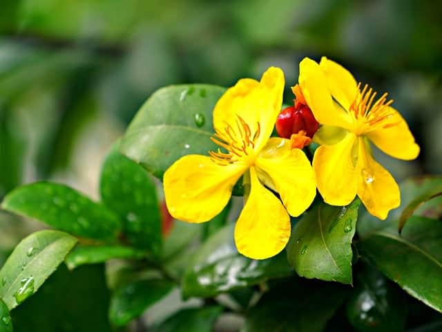 St. John’s Wort