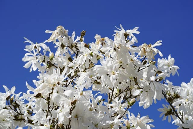  Star Magnolia (Magnolia stellata)