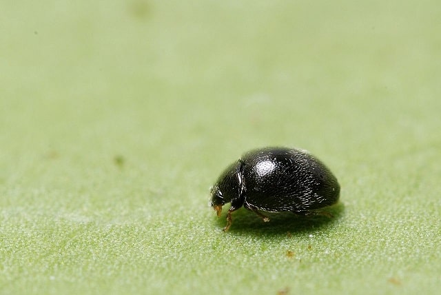 Stethorus punctillum - SPider Mite Destroyer