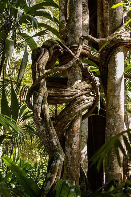 Strangler Fig