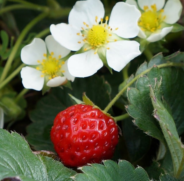 Companion Planting Peppers and Strawberries