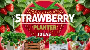 Unique Strawberry Planter Ideas