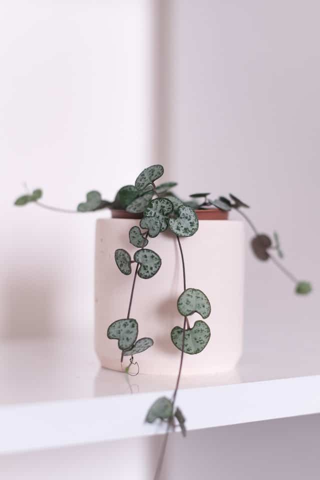 String of Hearts Trailing Plant