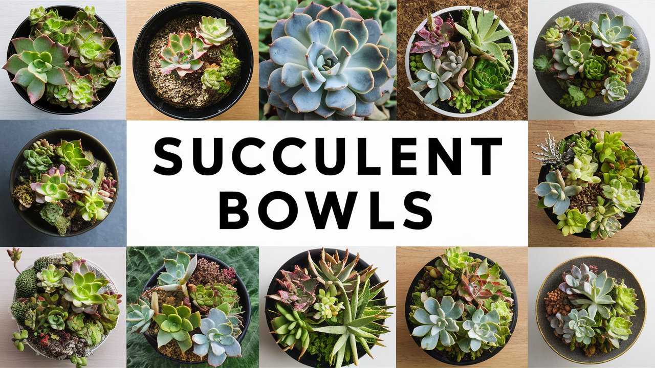 Succulent Bowls