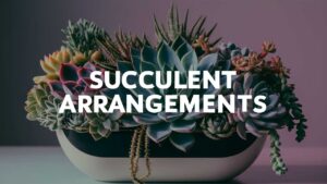 Succulents Arrangements