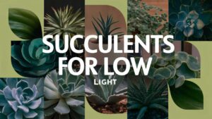 Succulents For Low Light
