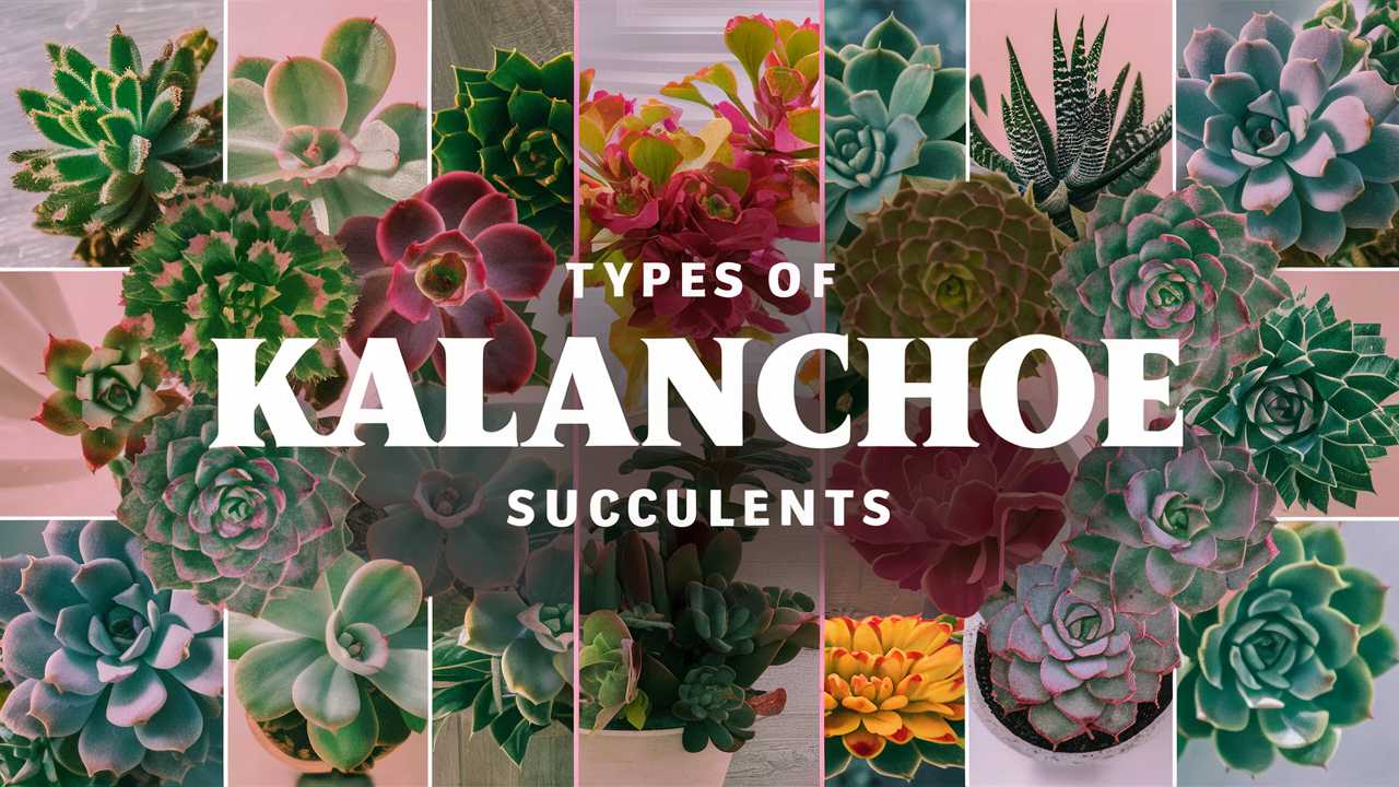 Succulents Kalanchoe
